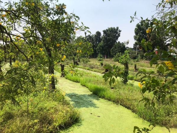 ขายที่ดิน 5-2-75 ไร่ ซอยบางกร่าง 59/6 เดินทางสะดวกทั้งทาง ถ.ราชพฤกษ์ และ ถ.บางกรวย-ไทรน้อยเมืองนนทบุรี